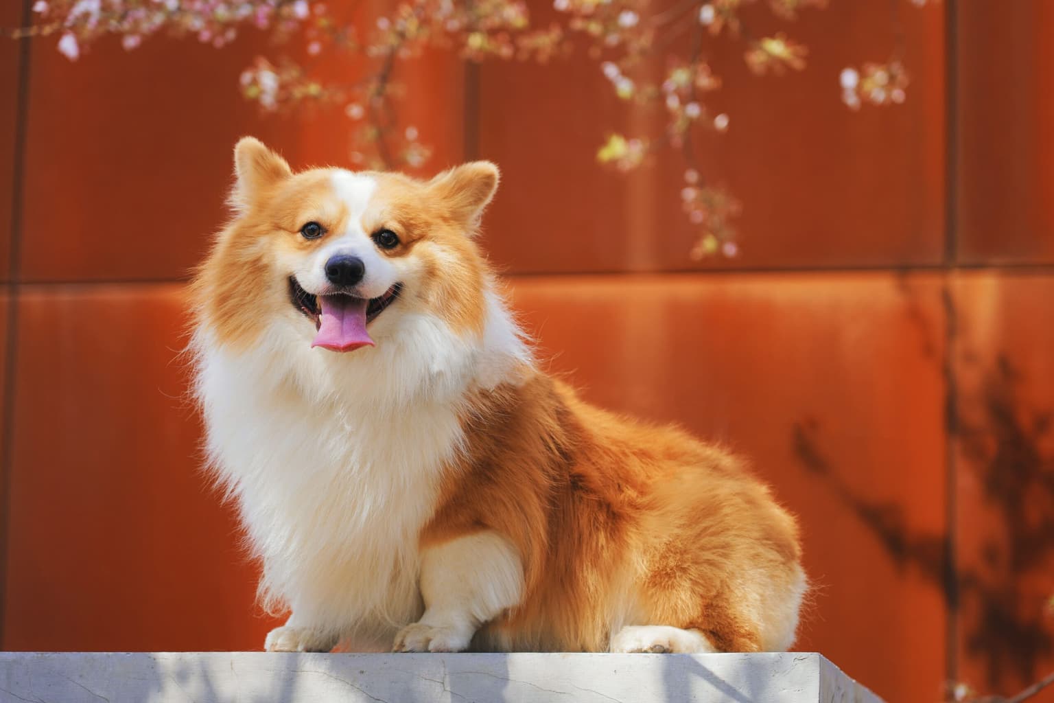 Pet Odor & Stain Removal